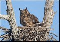 _2SB5915 great-horned owl on nest